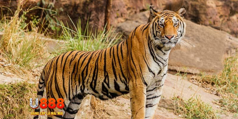 33win9 com ban ca vip online