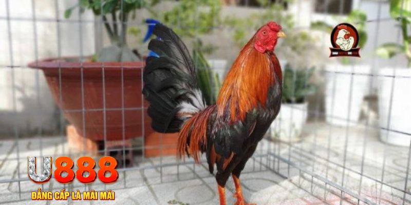 33win9 com nổ hũ chơi như thế nào