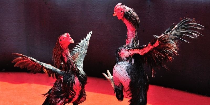 33win9 com Spribe Điện Tử